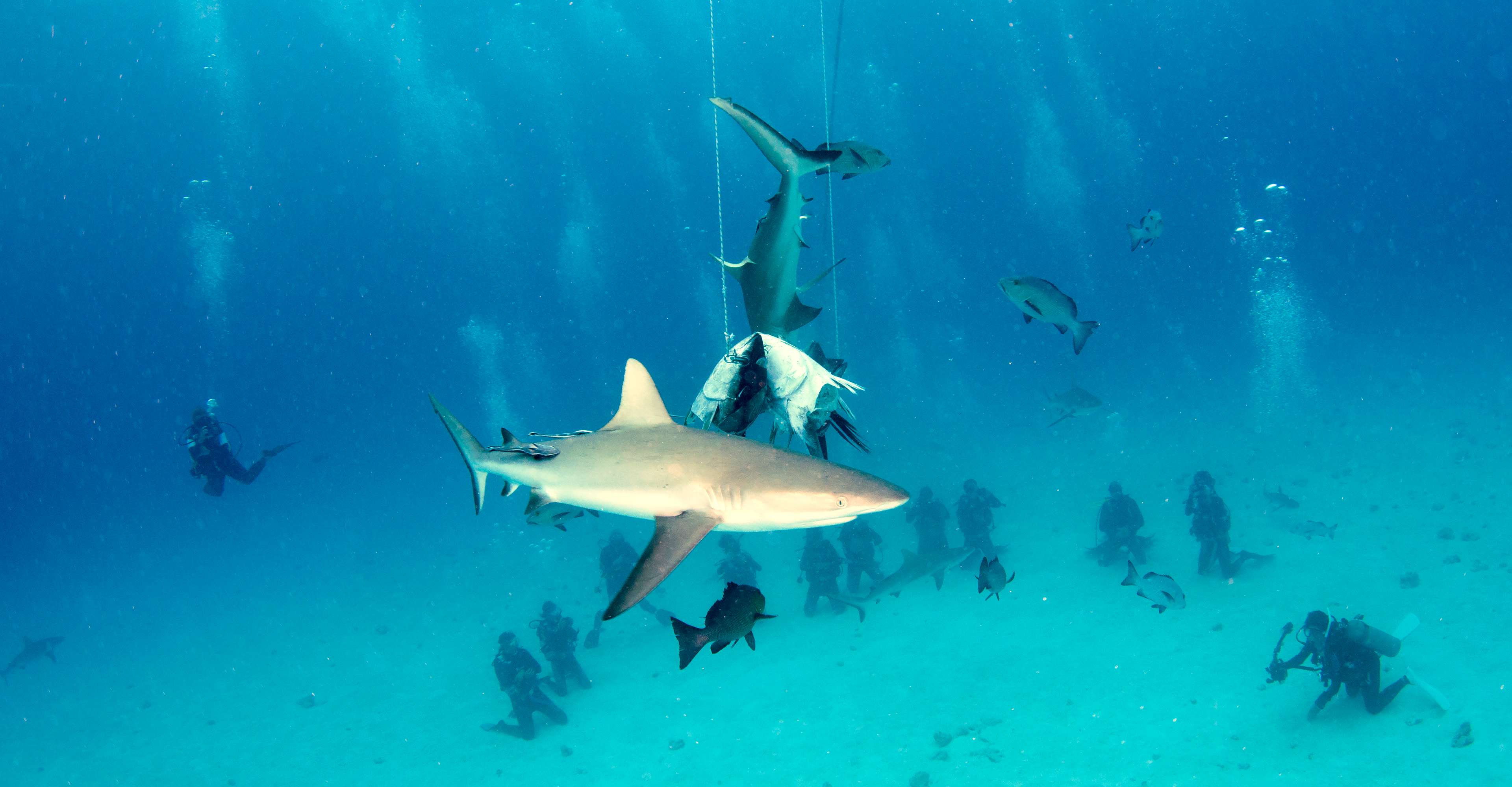 Cairns scuba diving