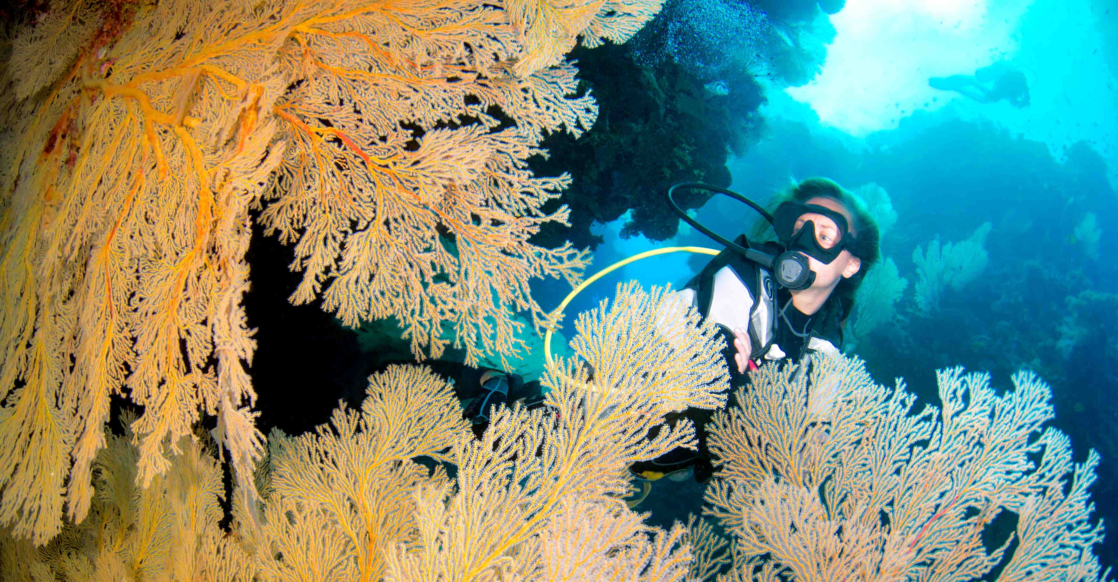 PADI course Cairns