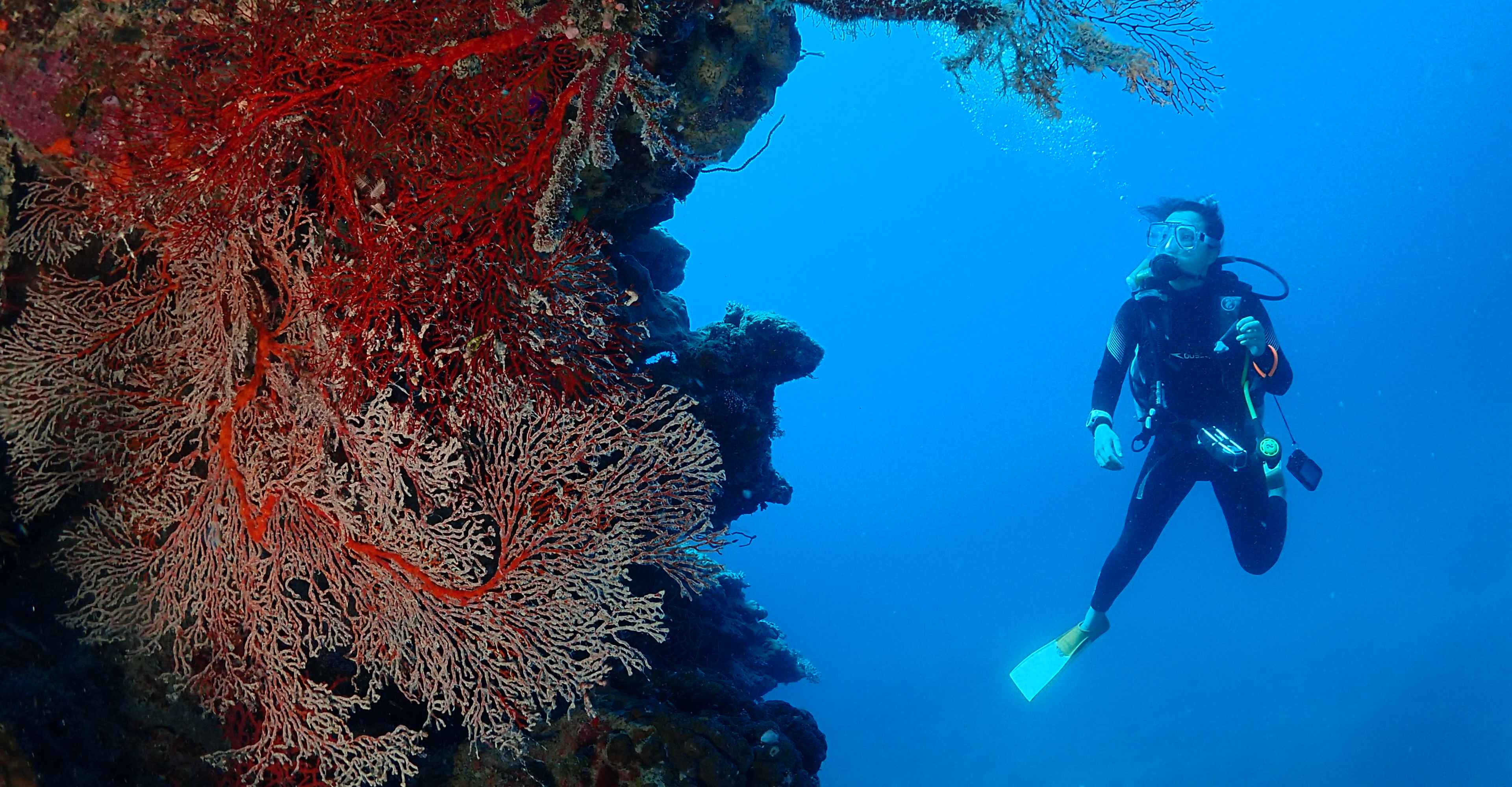 shark diving Cairns