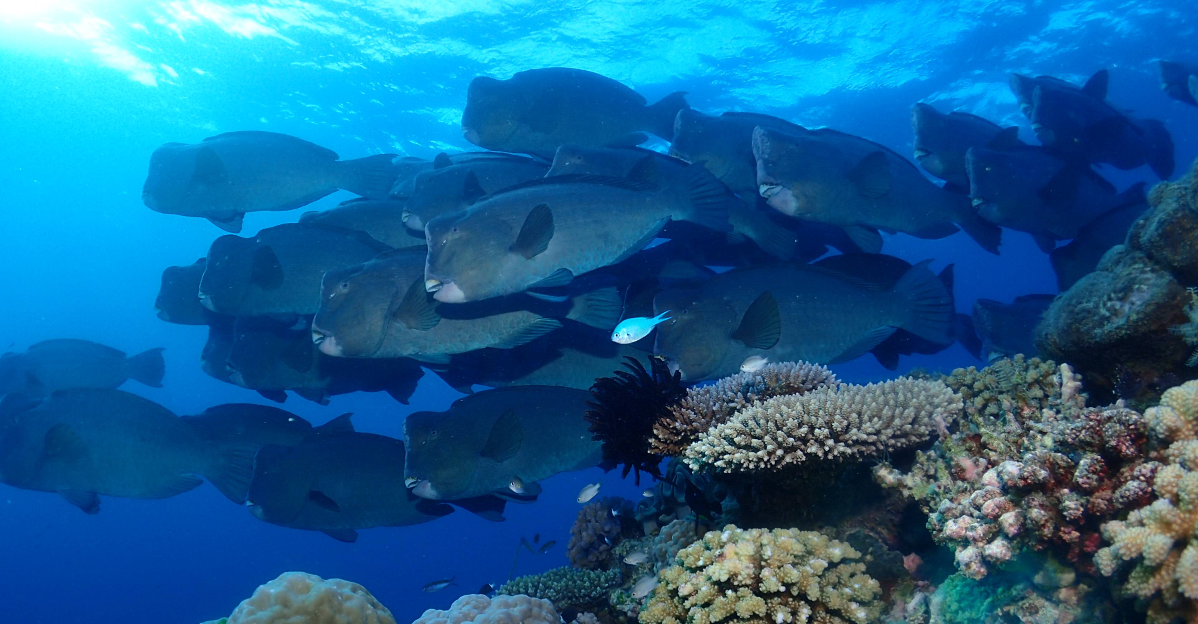 snorkeling Cairns