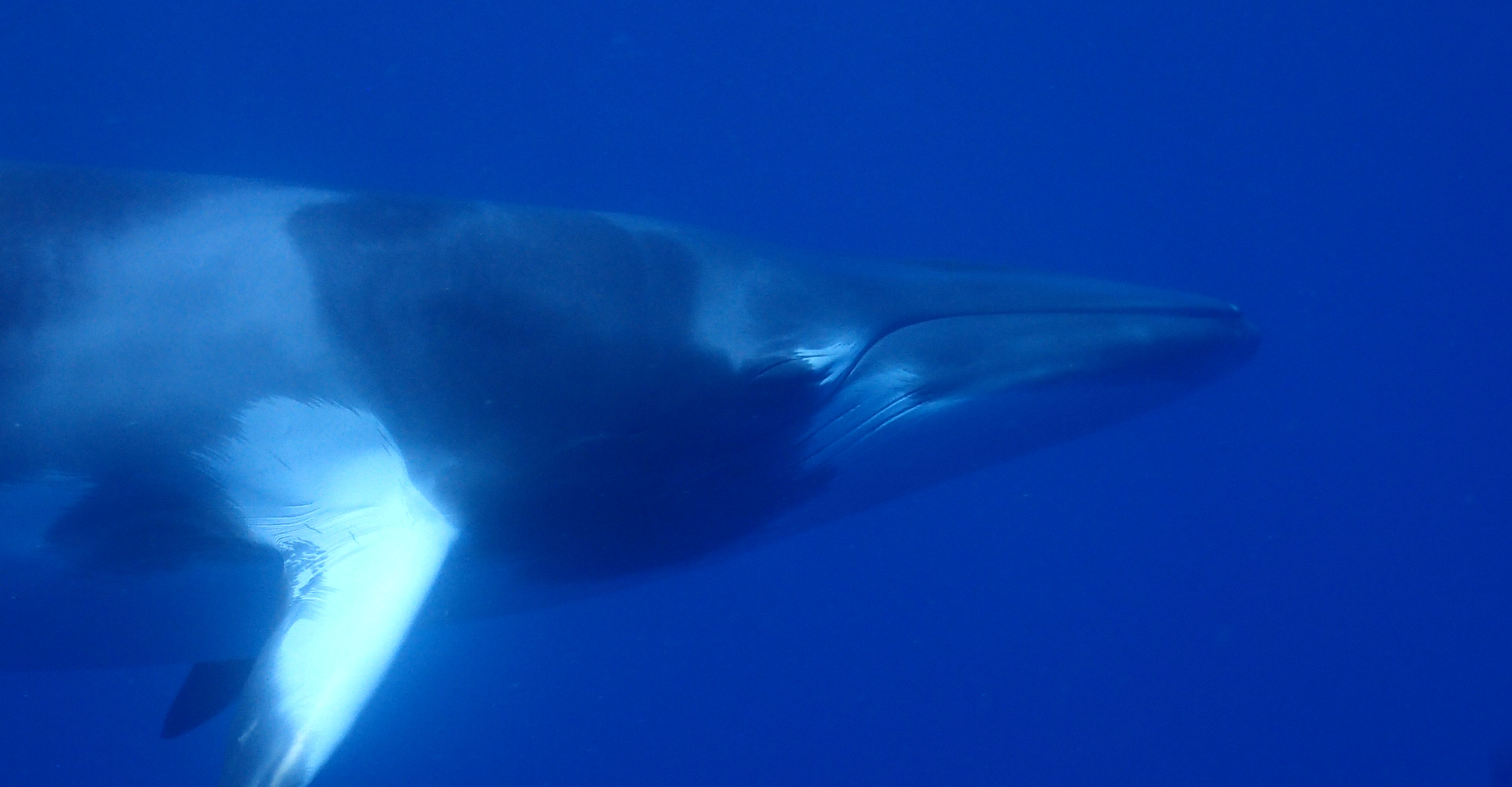 scuba diving Cairns